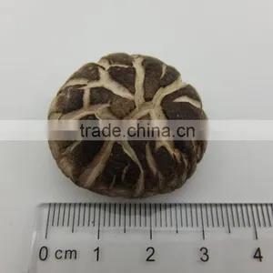 New List of Edible Spring Flower Mushroom thumbnail-3