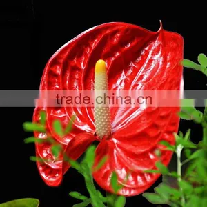 Durable Hotsell Red Anthurium Plant thumbnail-6