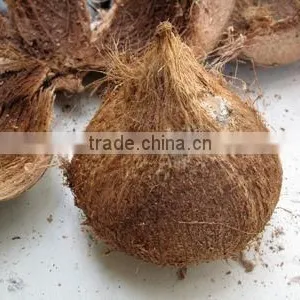 Semi Husked Coconuts thumbnail-1