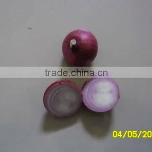 Red Onions thumbnail-1