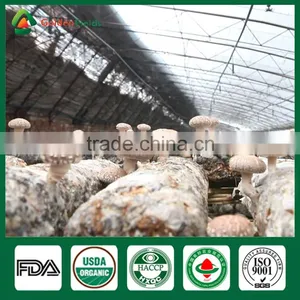 Professional Supplier of Shiitake Growing Mushrooms,Shiitake Mushroom Spawn thumbnail-3
