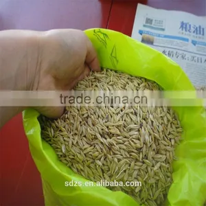 Raw Barley Just for Animal Feed Purpose thumbnail-1