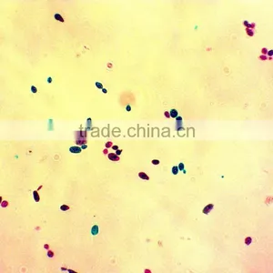 Lab Accessories Microbiology Bacteria Prepared Slides for Microscopes thumbnail-2