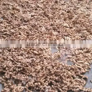 Vietnam Fresh Ginger 100-200gr thumbnail-1