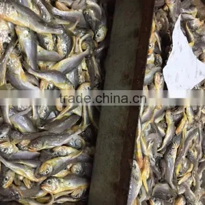 Frozen Seafood Frozen Yellow Croaker, Yellow Croaker Fish Price thumbnail-3