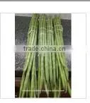 Organic Drumstick Vegetable thumbnail-2