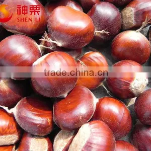 Natural Sweet Easy to Peel Hebei Fresh Chestnuts thumbnail-6