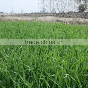 Hot Sale Barley Grass Powder thumbnail-4