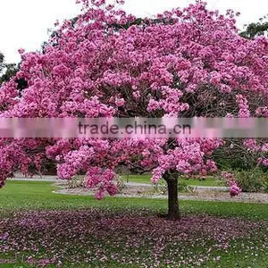 Tabebuia Pentaphylla thumbnail-4