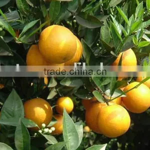 Plant Extract Grapefruit P.E. 90% Naringin thumbnail-3