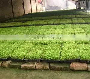 China Supplier Best Sell Growing Tray for Flower thumbnail-1