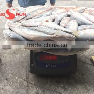 Frozen Mackerel for Sale thumbnail-3