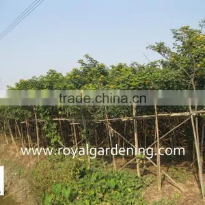 Cassia Surattensis Plants thumbnail-1