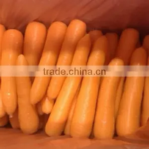 Chinese Wholesale Carrot thumbnail-1