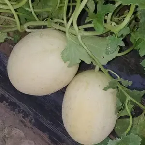Melon Seed Hybrid F1 Seed Fow Sowing Variety: Emerald. Good Performance High thumbnail-1