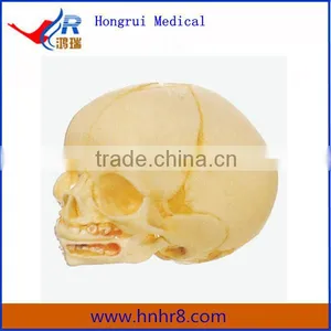 Infant Baby Skull Model for Sale thumbnail-1