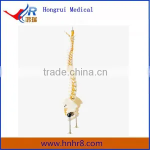 High Quality Vertebral Column With Pelvis Skeleton Model thumbnail-1