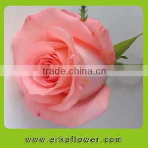 Pure and Mild Flavor Top Sell Wedding Flower Rose thumbnail-2