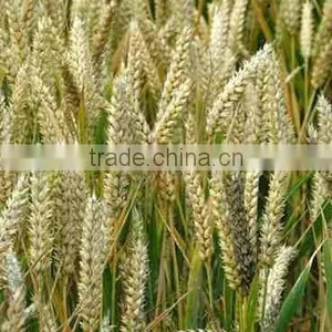 Refined Wheatgerm Oil ( Complying to BP) thumbnail-1