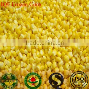 IQF Freezing Process and Frozen Style Canned Sweet Kernel Baby Corn thumbnail-6