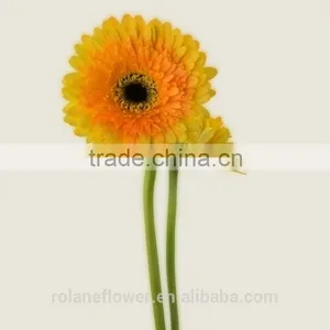 The Neatest Rate Cute Artificial Trumpet Flower Flower Flowers Flower Boxes With 70-80cm Long From Yunnan, China thumbnail-1