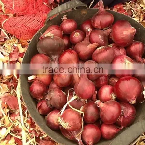 Onion thumbnail-5
