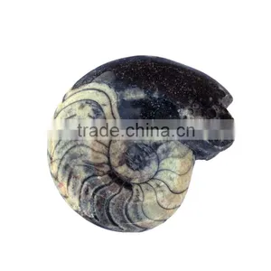 Fossil Specimens, Goniatites thumbnail-1