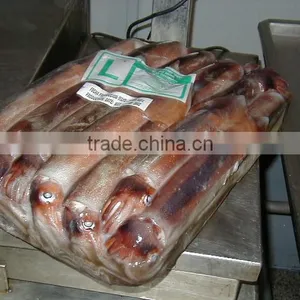 WHOLE ROUND GIANT SQUID thumbnail-1