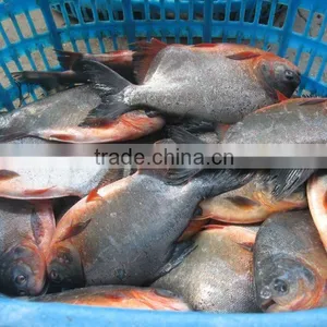 Fresh Pomfret Fish in China thumbnail-1
