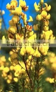 Pure Honey Bush And Honey Bush Green Tea thumbnail-1