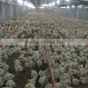 Automatic Chicken Feeder Pan Equipment thumbnail-3