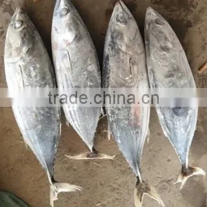 Fresh Frozen Skipjack Tuna thumbnail-2