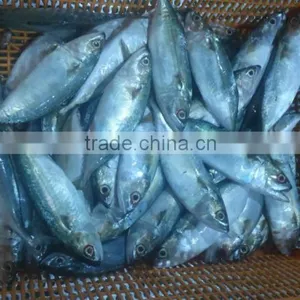 HILSA/ HILSHA/ DOTTED GIZZARD SHAD/ SARDINE thumbnail-5