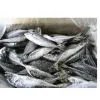 Frozen Horse Mackerel thumbnail-1