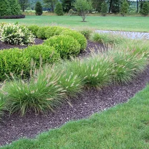 White Customized Size Ornamental Garden Plants 40-60cm Lime Green thumbnail-1
