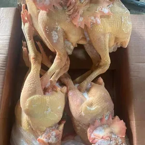 Fresh Frozen Bone Raw Chicken thumbnail-4