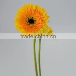 Quality Champagne Fresh Gerbera Plants thumbnail-6
