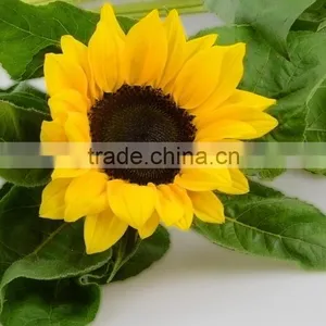 Good Quality New Products Blue Fresh Cut Sunflowers thumbnail-5