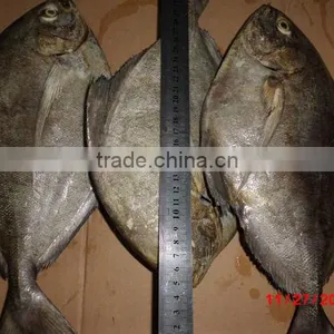 IQF Black Pomfret thumbnail-1