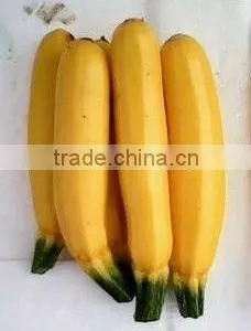 JINPI Chinese Long Shape High Yield Squash Seeds thumbnail-1