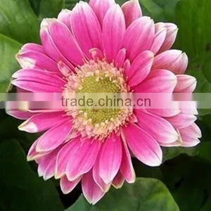 Fresh Good Quality Gerbera Cut Flower With Fresh Cut Flower thumbnail-6