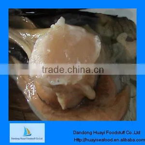 High Quality Iqf Frozen Pinna Pectinate thumbnail-1