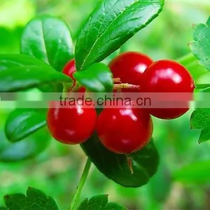 Uva Ursi Leaf Extract thumbnail-1