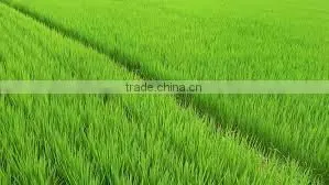 VIETNAM LONG GRAIN WHITE RICE thumbnail-1