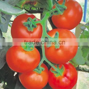 Hybrid F1 Tomato Seeds For Sale-American Bao thumbnail-1