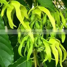 CANANGA JAVA OIL thumbnail-6
