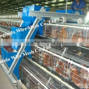 Automatic Chicke Cage Layer for Poultry Equipment in Chiken Farm thumbnail-4