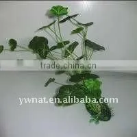 Aquarium Plants thumbnail-1