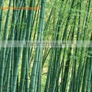 Natural Bamboo Charcoal Shisha Charcoal for Hookah thumbnail-4