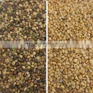China Manufacturer Multifunctional Bean Sorteing Machine,Belt Type Bean Color Sorter VV thumbnail-4